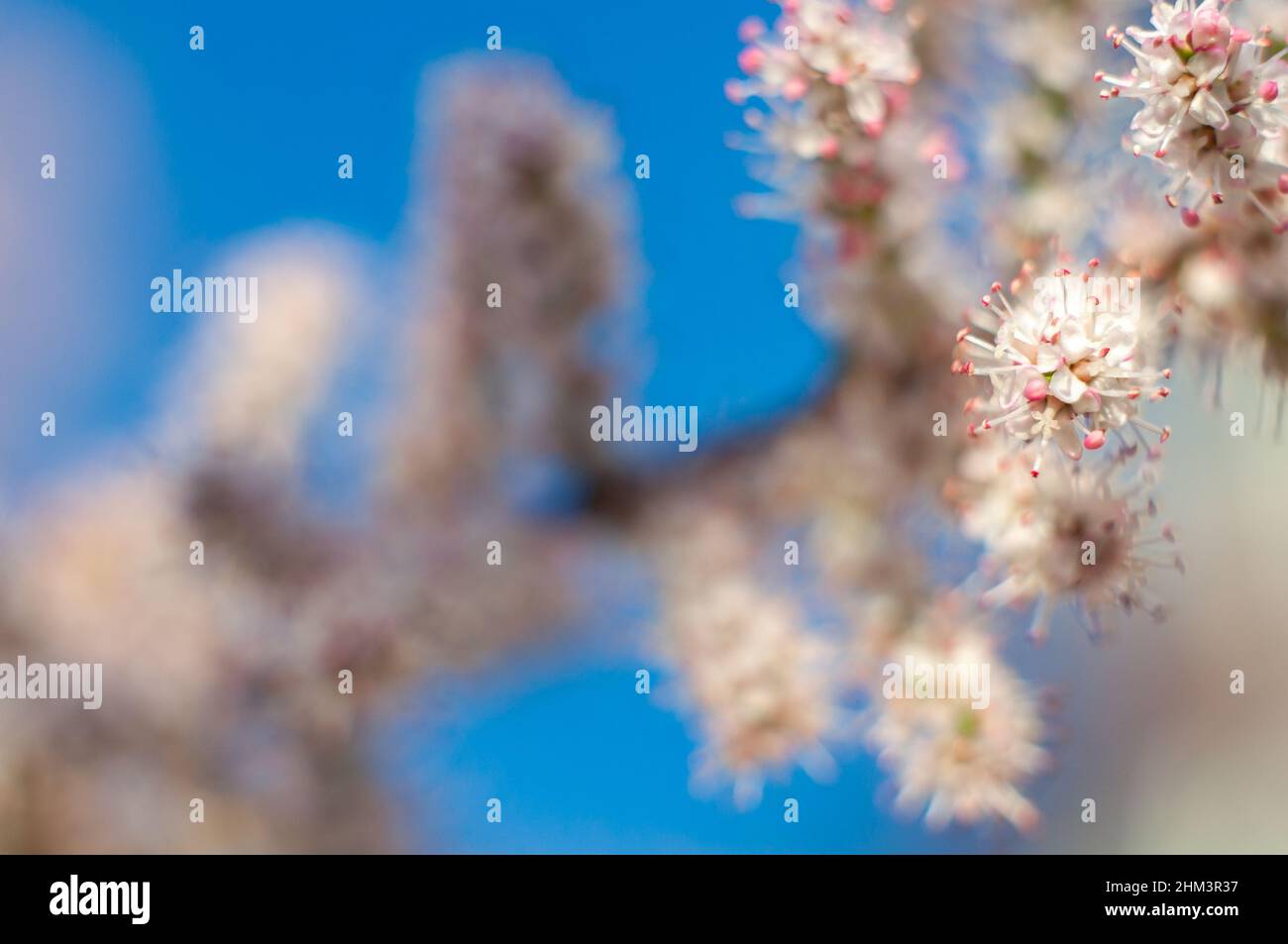 Der Frühling, die Blütezeit der Zierbäume im Garten, kleine weiße Blüten mit winzigen Blütenblättern und Staubgefäßen, die sich an den Ästen festklammerten. Makrofoto wi Stockfoto