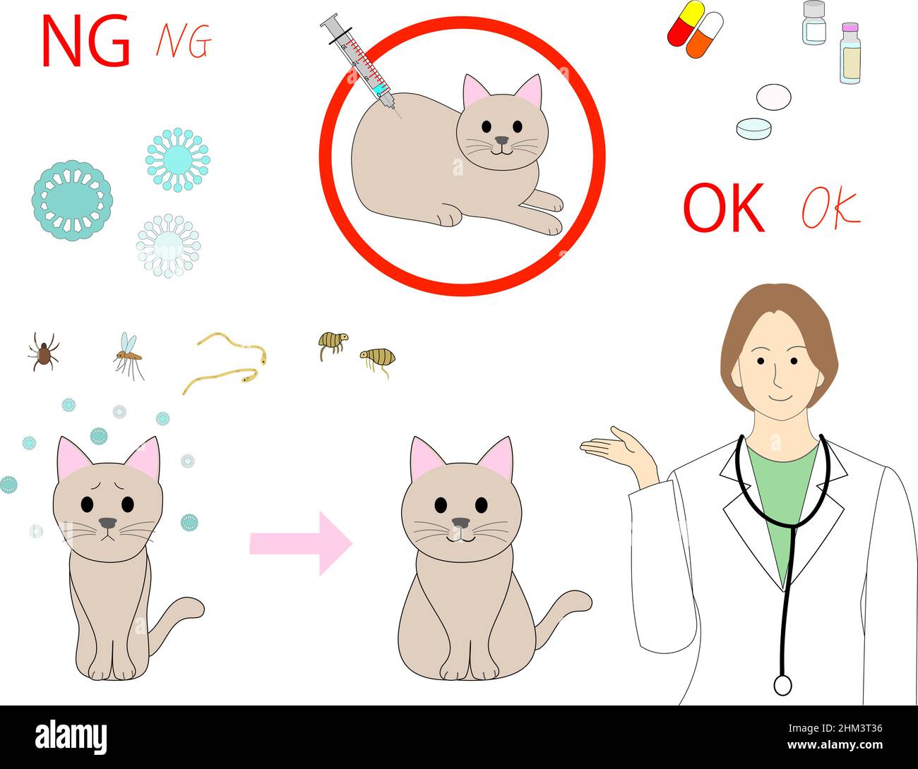 Tierärztin erklärt einen Katzenimpfstoff gegen FVRCP, Tollwut, Feline Leukämie Stockfoto