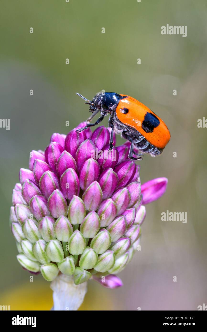 Clytra laeviuscula, der Ameisenbeutelkäfer, ist eine Art von kurzhörnigen Blattkäfer, die zur Familie der Chrysomelidae, Unterfamilie Cryptocephalinae, gehört Stockfoto