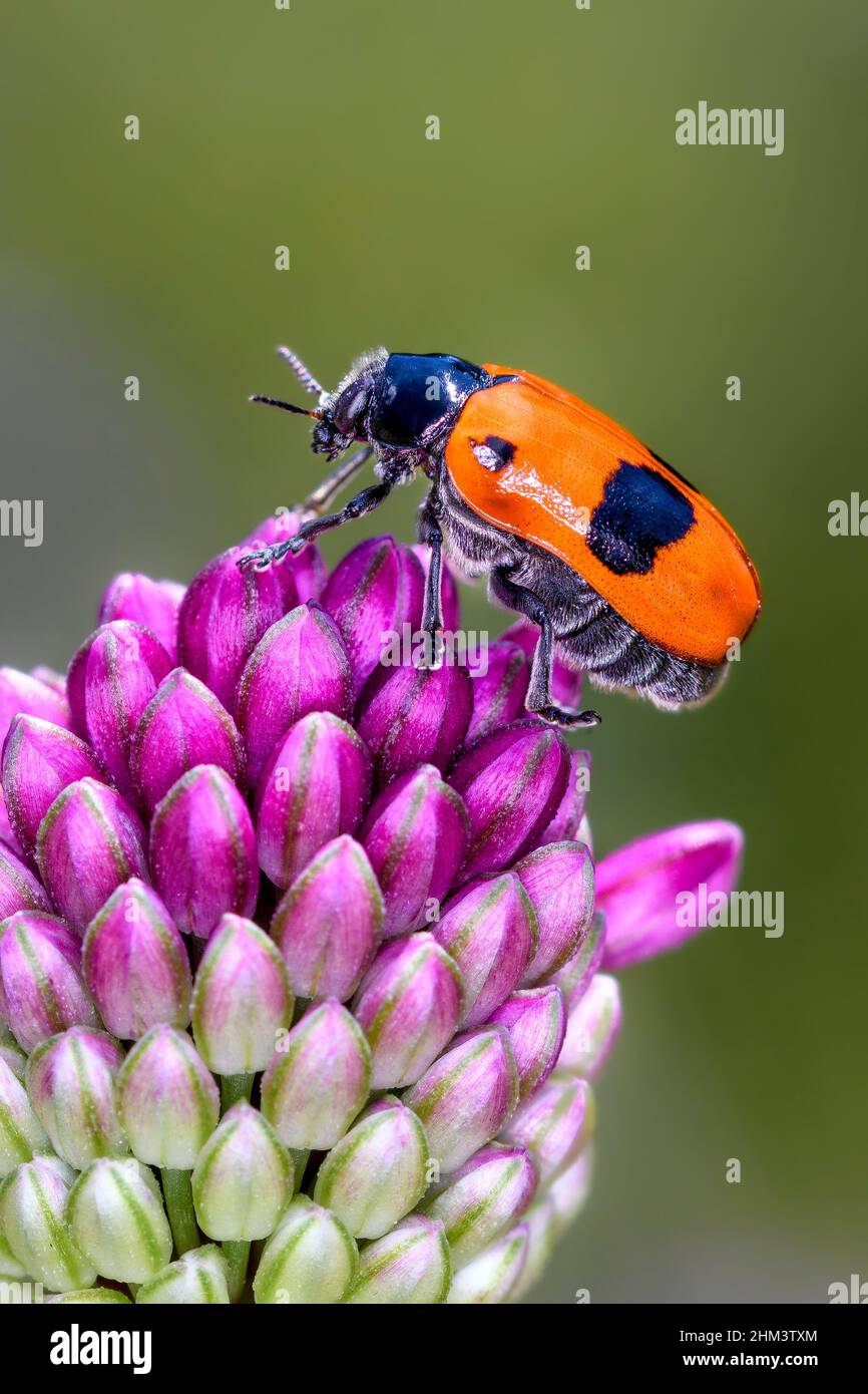 Clytra laeviuscula, der Ameisenbeutelkäfer, ist eine Art von kurzhörnigen Blattkäfer, die zur Familie der Chrysomelidae, Unterfamilie Cryptocephalinae, gehört Stockfoto