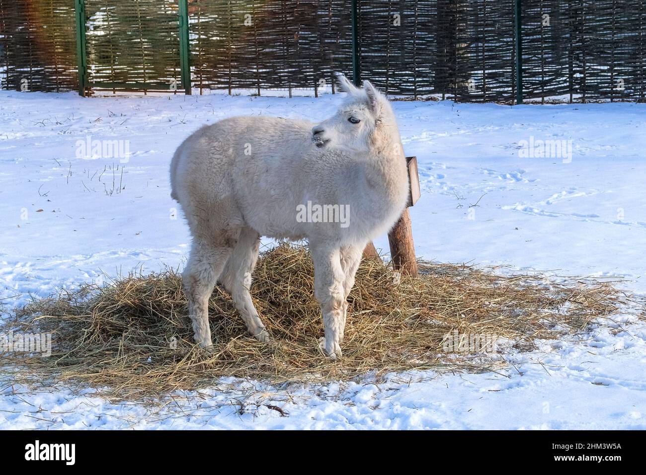 Lama isst im Winter Heu im Zoo, aus nächster Nähe. Halten von wilden Tieren in zoologischen Parks. Stockfoto