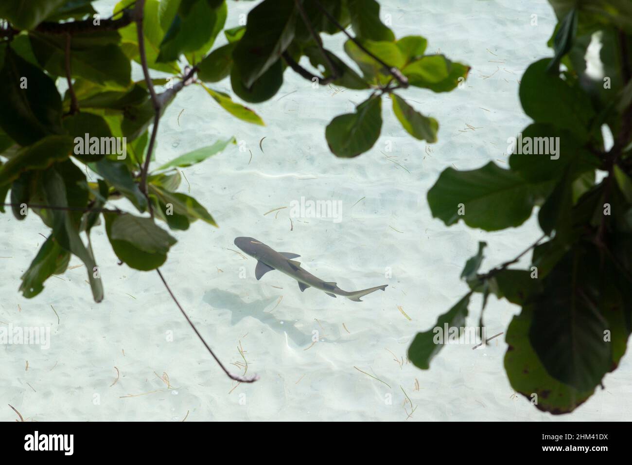 Ein Riffhai schwimmt in den Untiefen vor Mahe Island auf den Seychellen Stockfoto