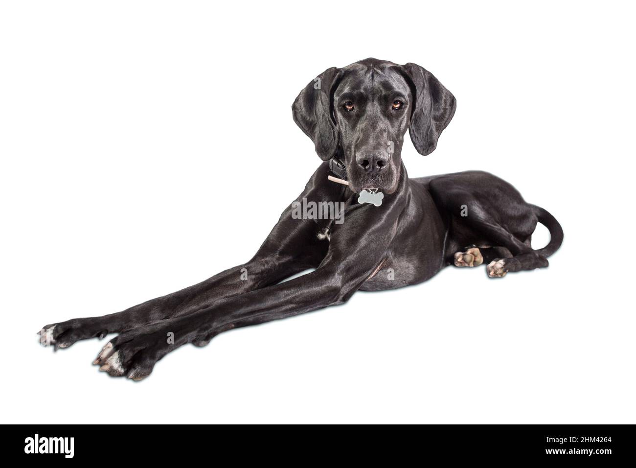 Great Dane Dog Portrait, eine der größten Rassen der Welt. Schwarzes junges Weibchen. Isoliert auf weißem Hintergrund Stockfoto