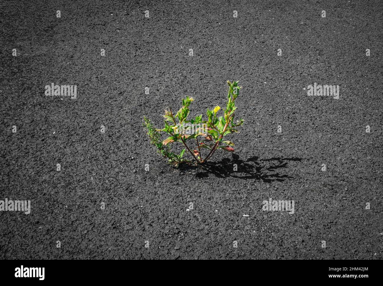 Pflanze wächst auf Asphalt - Kraft der Natur Konzept Stockfoto