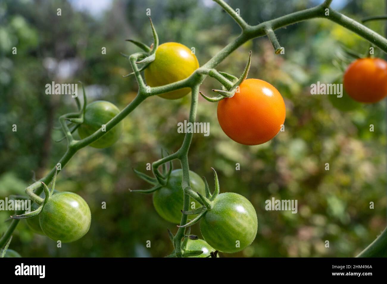 Hausgemachte Sungold-Tomaten wachsen und reifen auf einer Rebe. Stockfoto