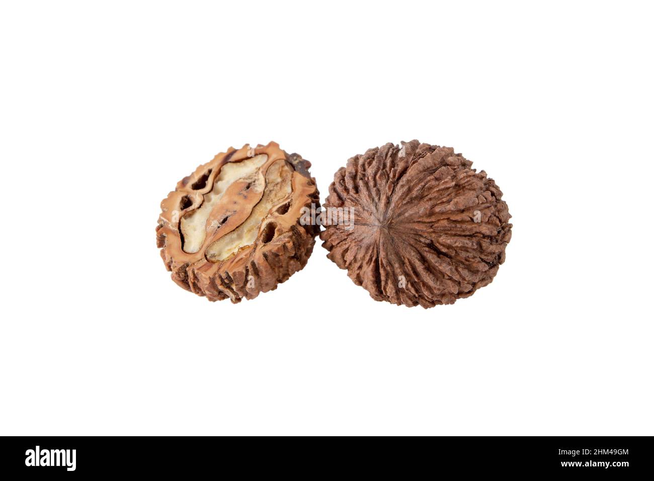 Zwei ostamerikanische, schwarze Walnussfriuts isoliert auf Weiß. Ganze und geöffnete Juglans nigra Nüsse Stockfoto