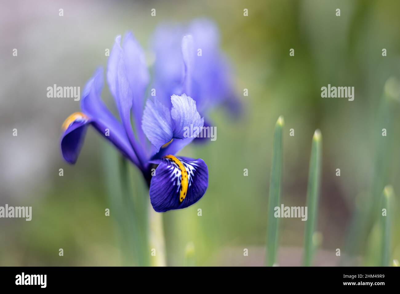 Nahaufnahme der frühlingsblühenden Iris reticulata Blumen, Bristol, England Stockfoto