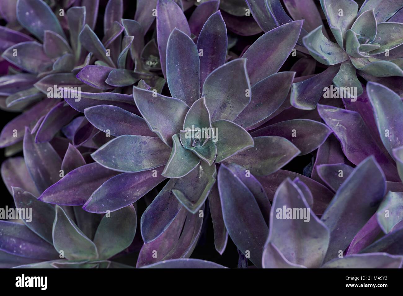 Nahaufnahme der Purple Succulent Gruppe, Naturhintergrund, sehr peri Stockfoto