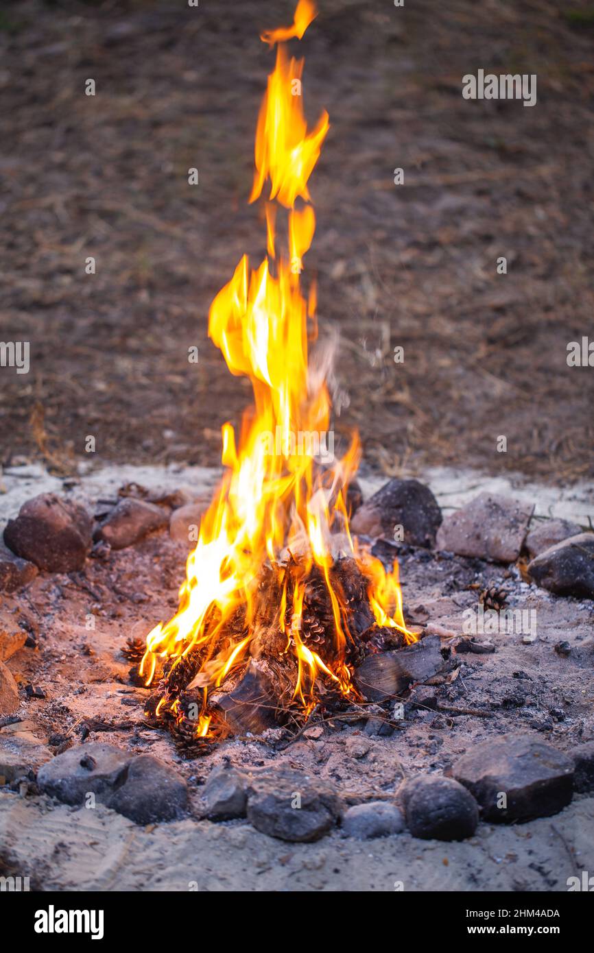 Lagerfeuer mitten im Nirgendwo. Brennende Tannenzapfen. Stockfoto