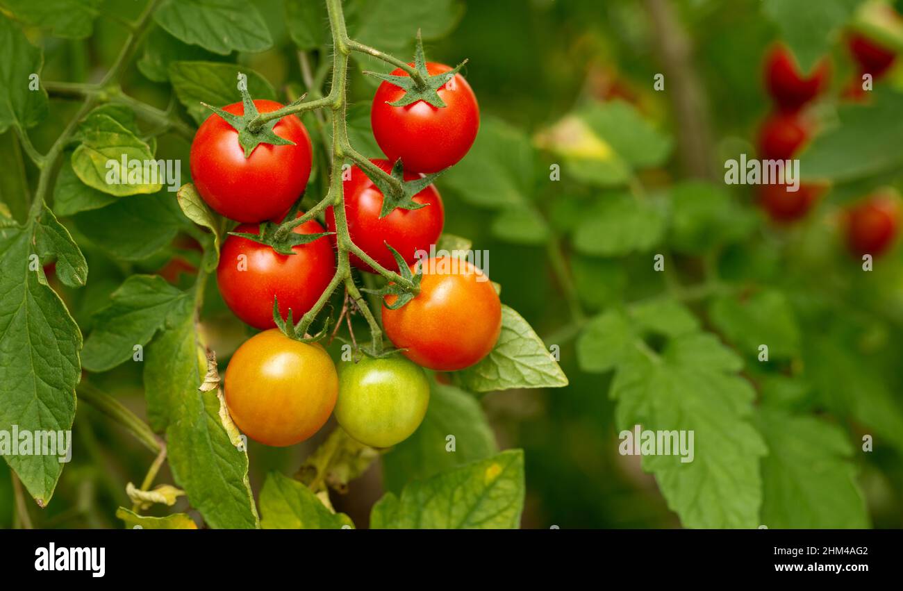 Reife Kirschtomaten wachsen in einem Gewächshaus. Kirschtomatenpflanze Stockfoto
