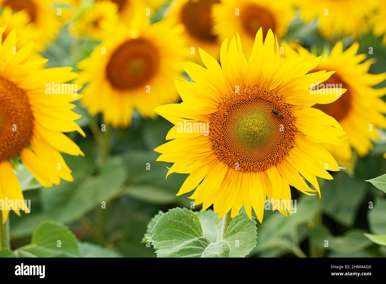 Sonnenblumenfeld Blume Nahaufnahme. Biene sitzt auf einer Sonnenblume voller Pollen. Sommersaison Stockfoto