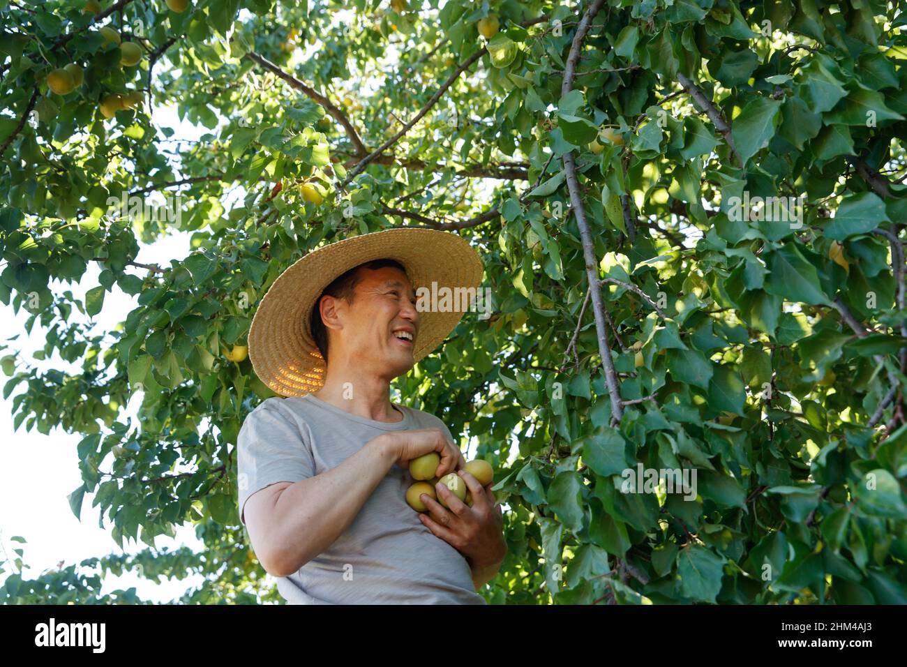 Pflücken Sie die Aprikosenbauern Stockfoto