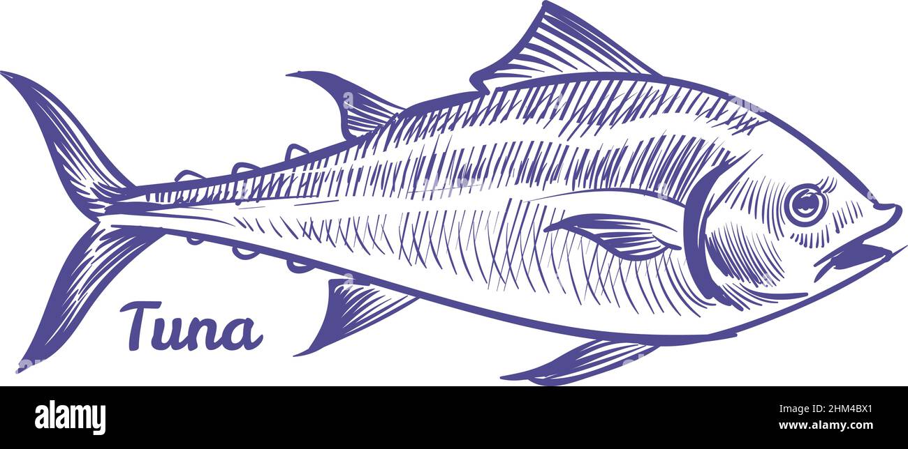 Thunfisch im Skizzenstil. Symbol für Meerestiere Stock Vektor