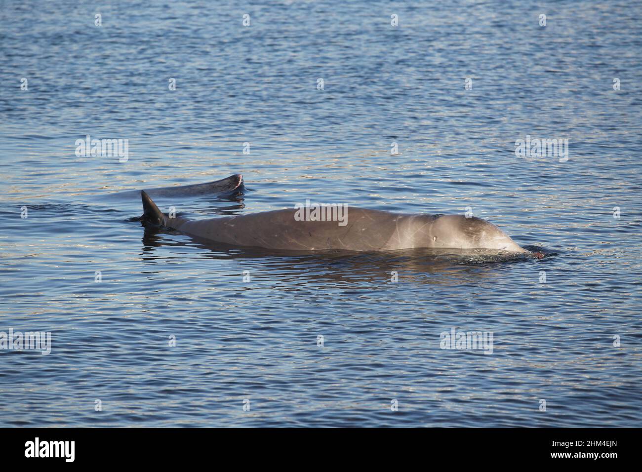 Experten versuchen, einen verletzten Buckelwal am Alimos Beach zu retten. Stockfoto