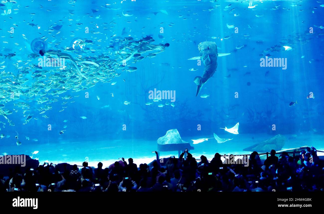 SHANGHAI, CHINA 4. FEBRUAR 2022 Touristen sehen den ersten