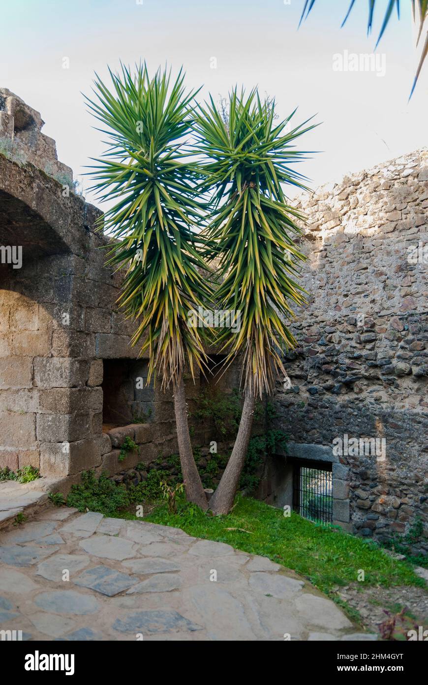 Yucca elephantipes, Elefantenfu-Yucca oder dekorative Indoor-Yucca neben  der Wand von Granadilla Caceres Stockfotografie - Alamy