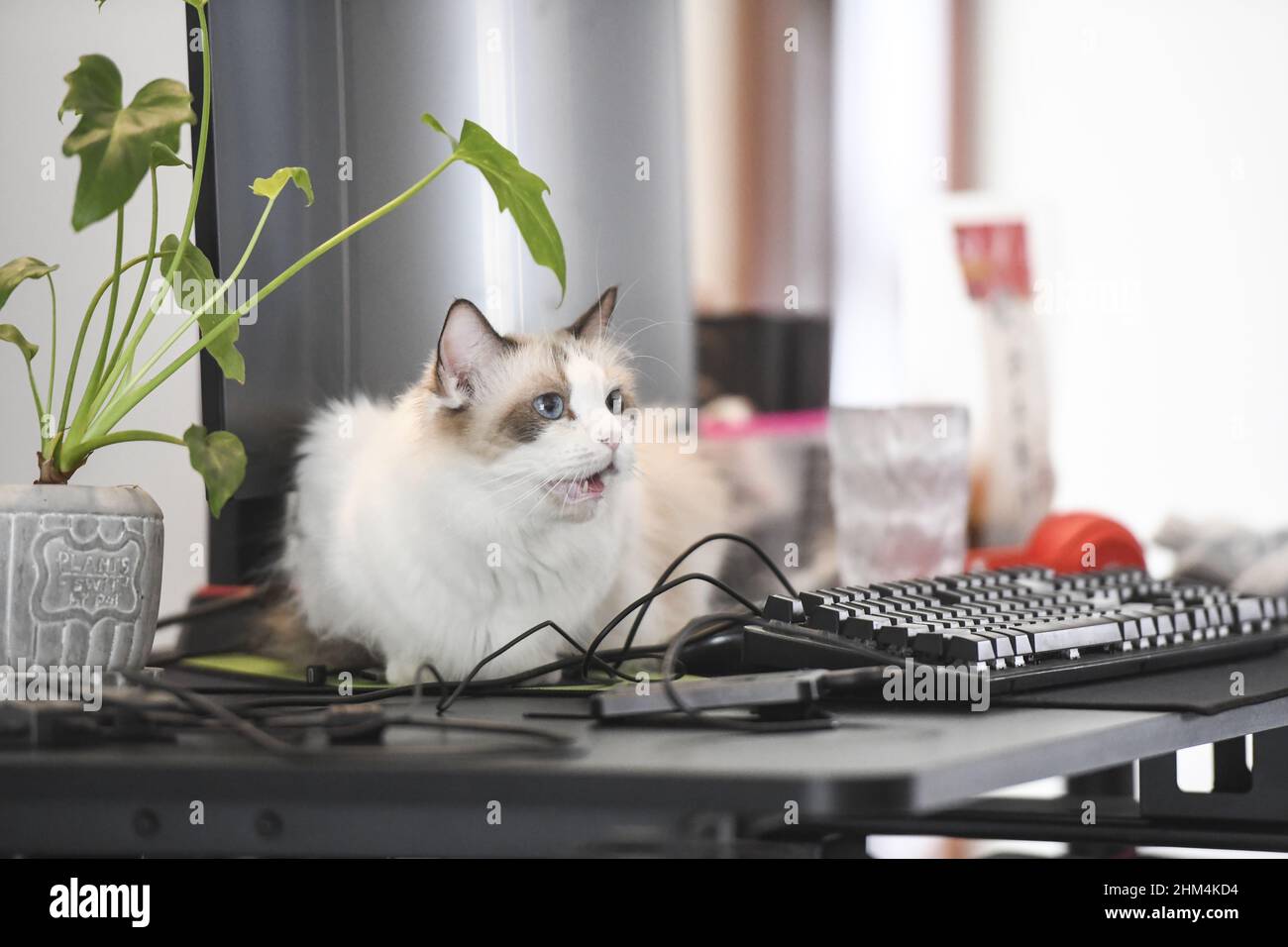 Ragdoll Stockfoto