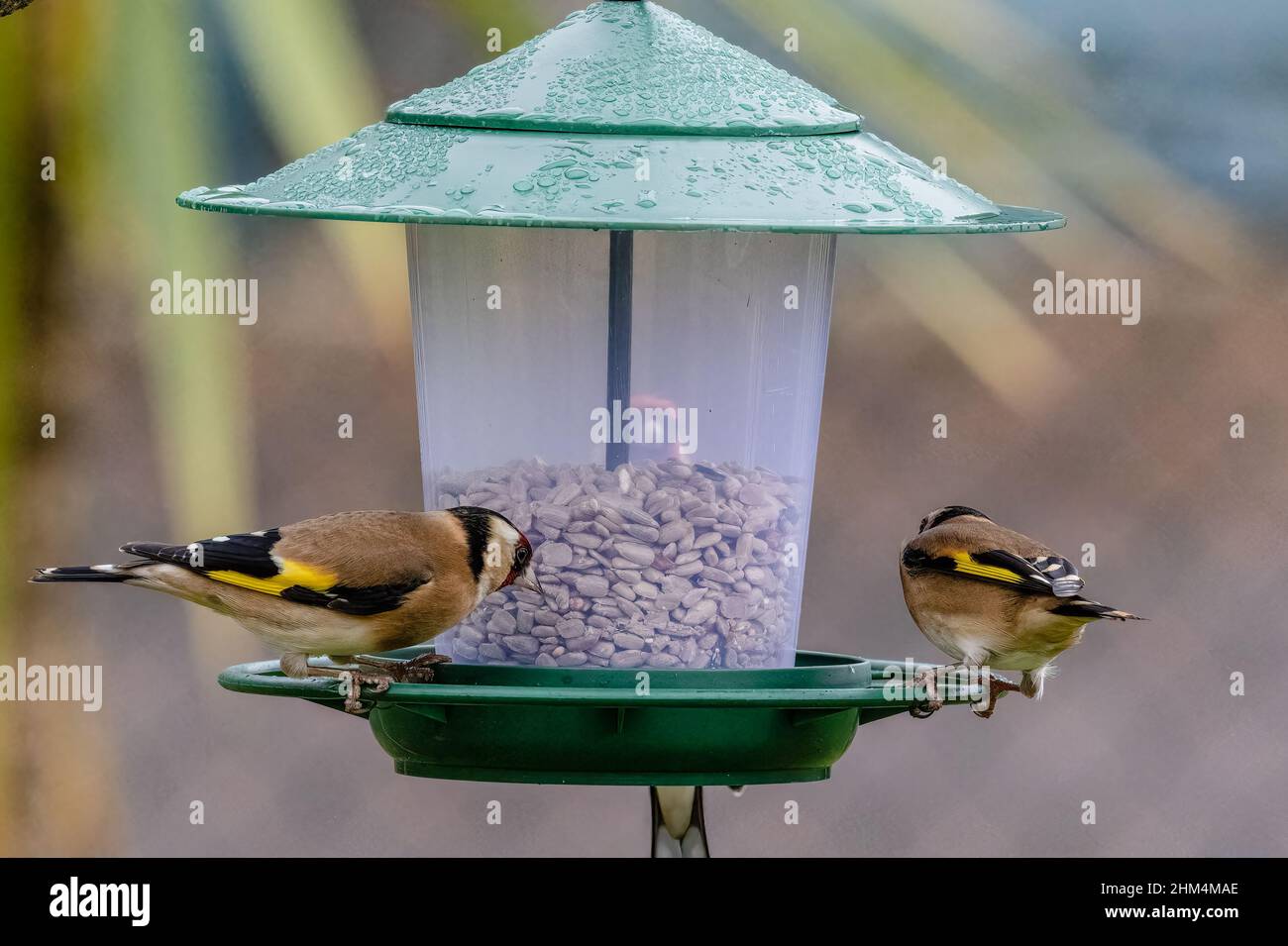 Goldfinken ernähren sich von Sonnenblumenherzen aus einem Vogelfutterhäuschen. Stockfoto