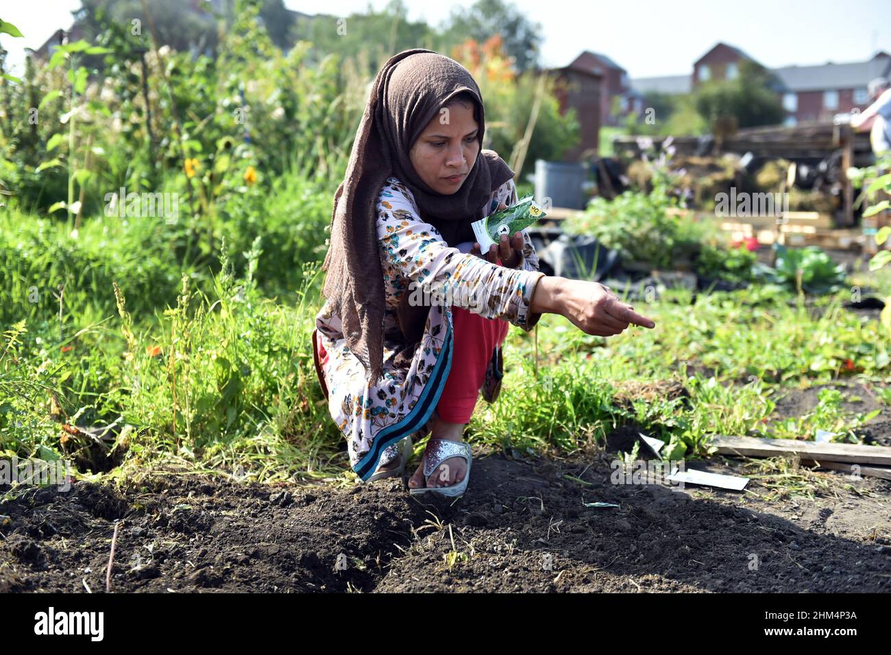 Eine junge Frau sät Samen auf einer Gemeinschaftszuteilung, Leeds, Großbritannien Stockfoto