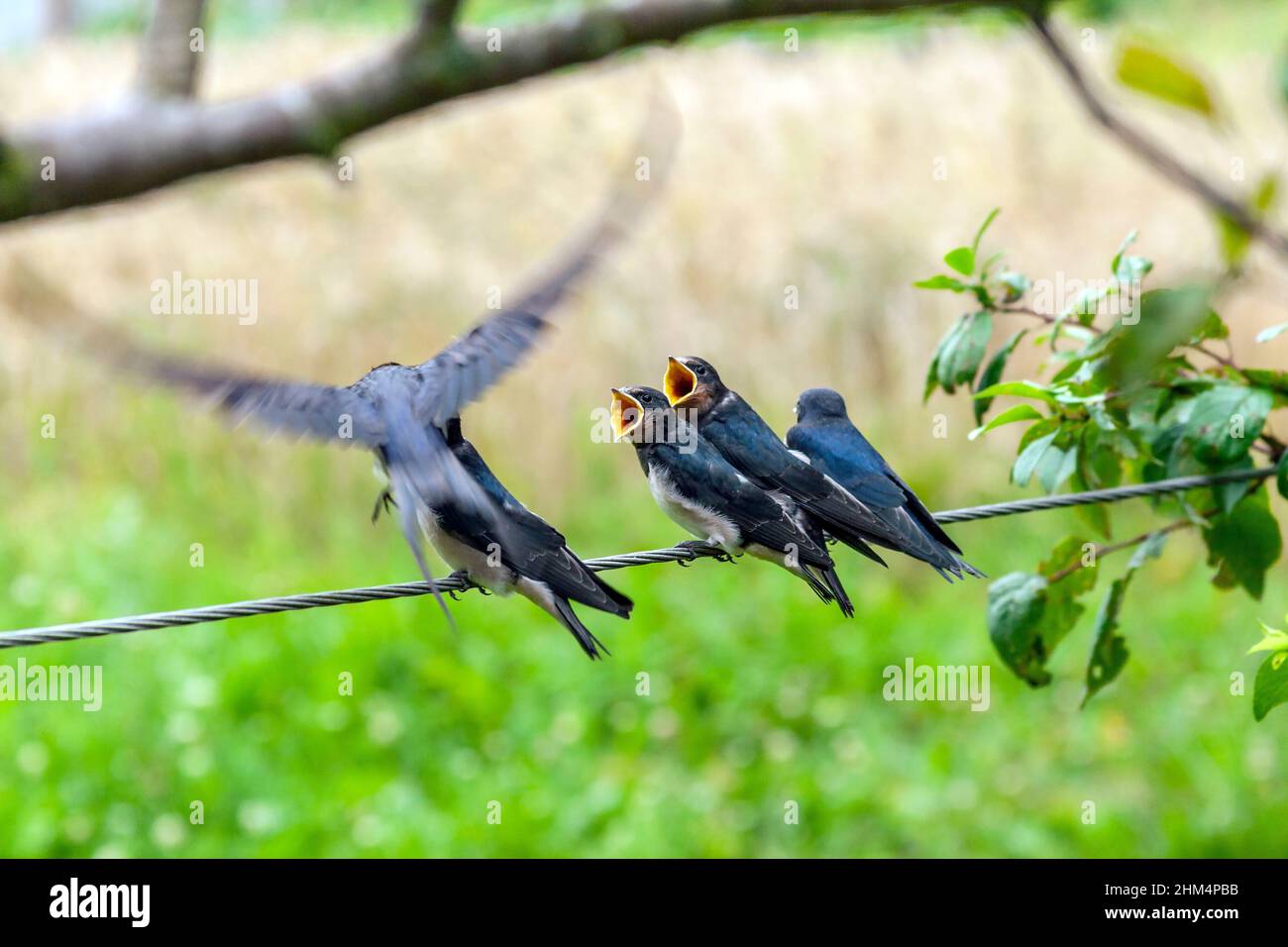 Schwalbe Vogelfutter Nestlinge Stockfoto