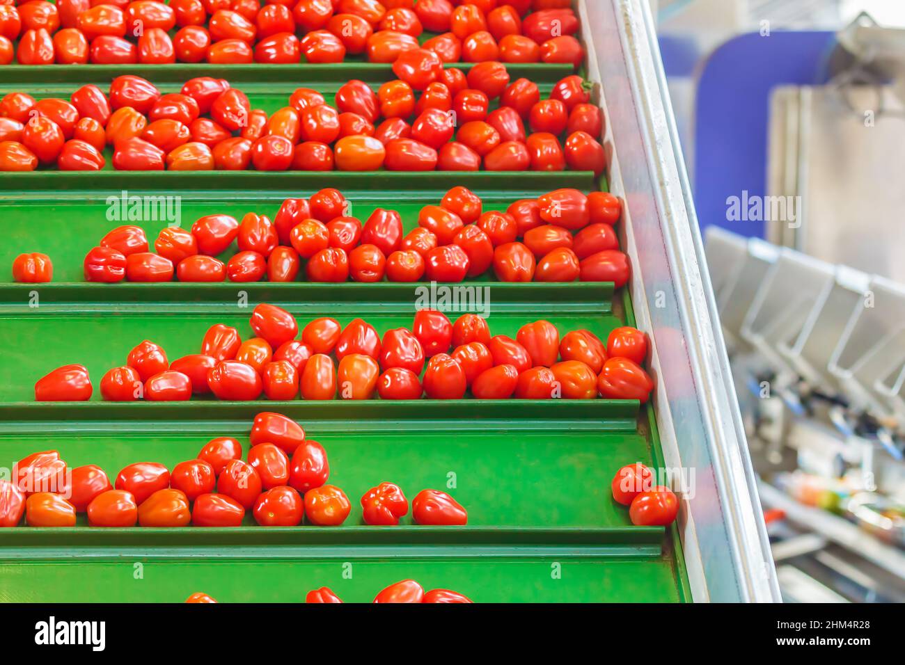 Frische kleine Tomaten auf einem grünen Förderband in einem holländischen Gewächshaus, bereit für die weitere Verarbeitung Stockfoto