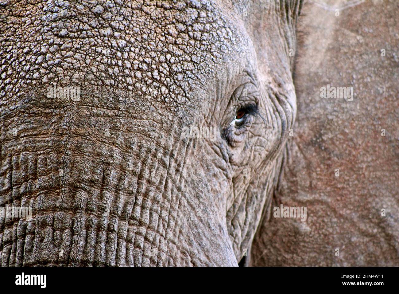 Elefant im Tsavo Nationalpark, Kenia- Stockfoto