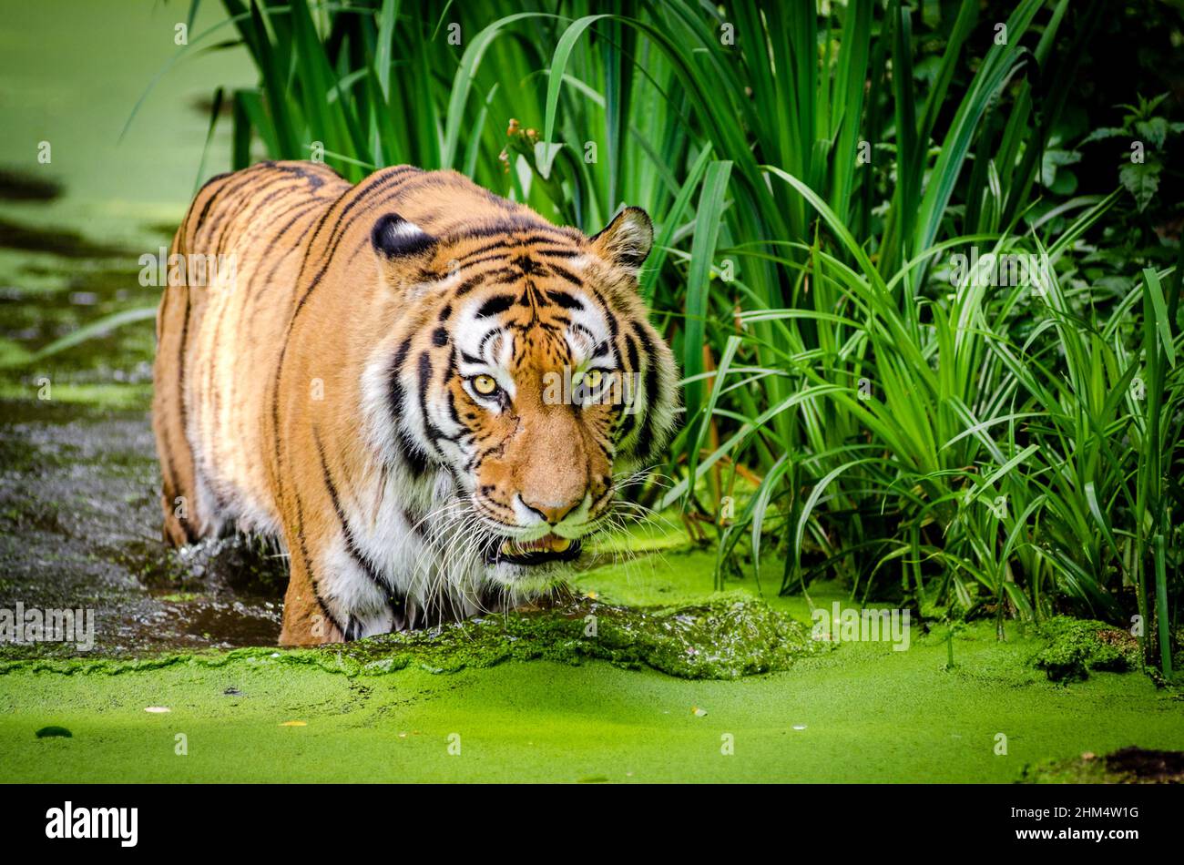 Sibirischer Tiger Stockfoto