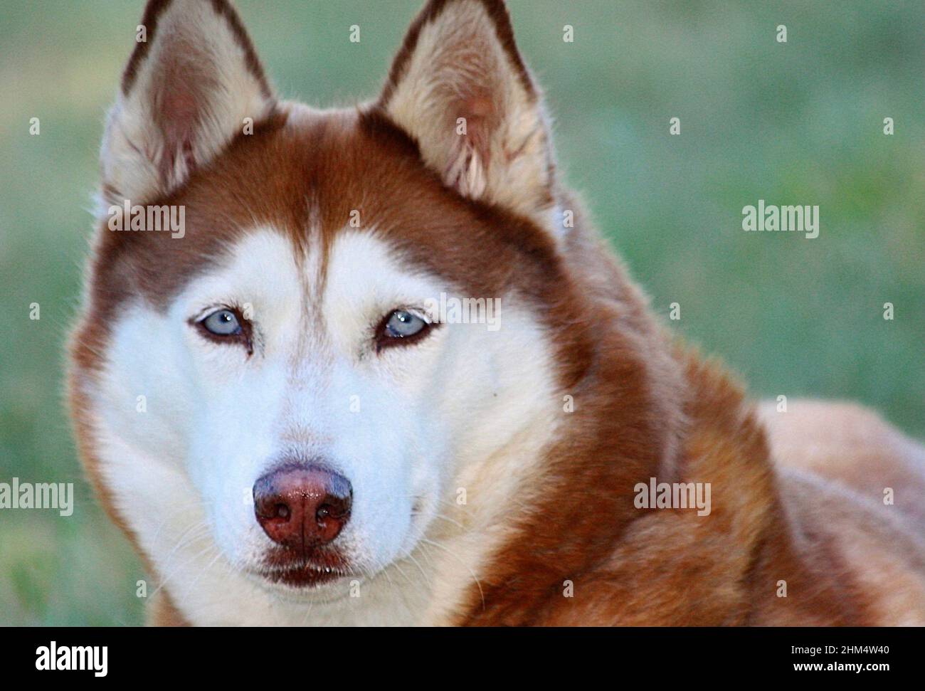 Red Siberian Husky Stockfoto