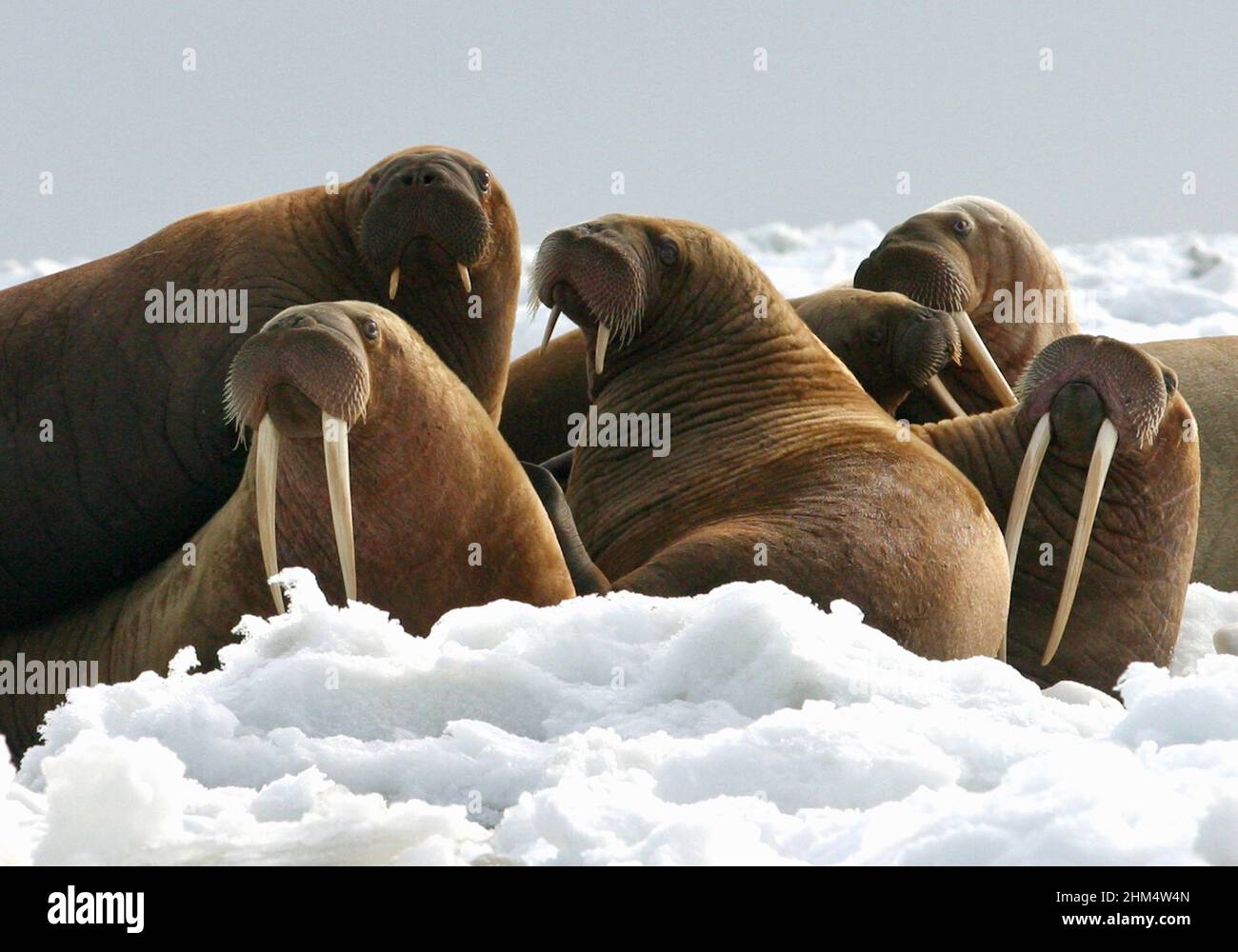 Walross Kühe und Jährlinge auf Eis Stockfoto