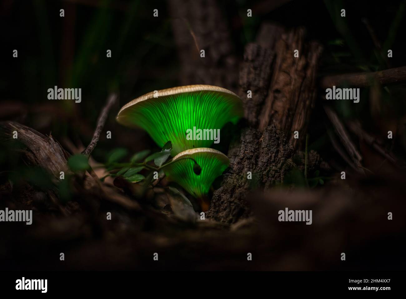 Biolumineszierender Geisterpilz (Omphalotus nidiformis) Thirlmere Lakes National Park, NSW , Australien. Stockfoto