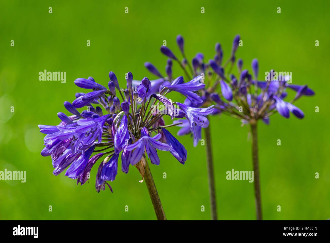 Agapanthus Pflanzenart, Blume aus der Nähe, ist es heimisch im südlichen Afrika Kontinent und weit als Garten Zierpflanze in der gesamten warmen r kultiviert Stockfoto