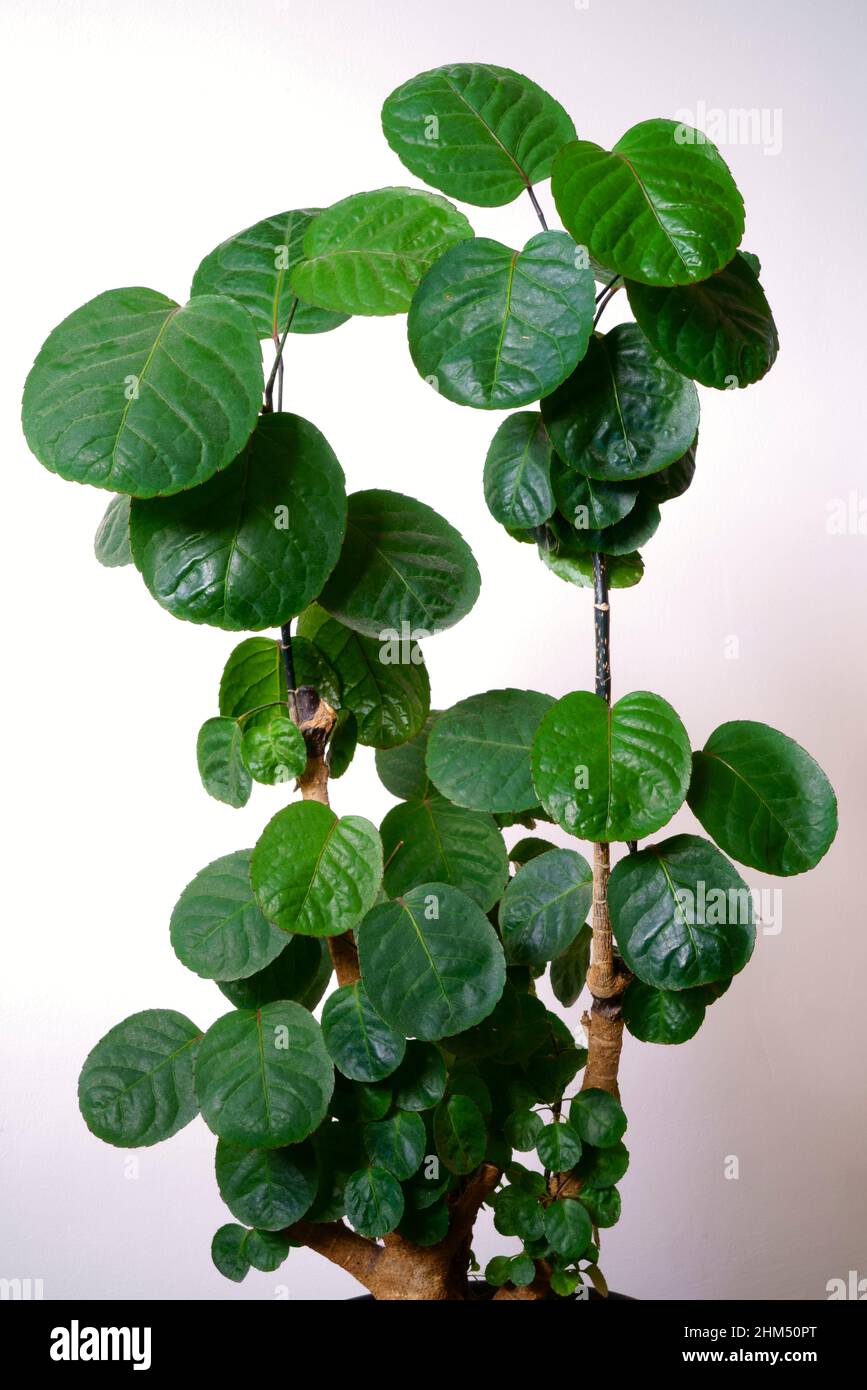 Polyscias Fotos und Bildmaterial in hoher Auflösung Alamy