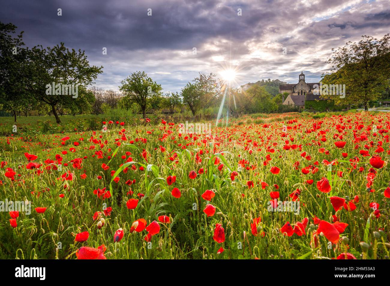 Dramatischer Sonnenaufgang über einem blühenden Feld von roten Mohnblumen mit Walnussbäumen und Cenac mittelalterliche Kirche im Hintergrund Dordogne France Stockfoto