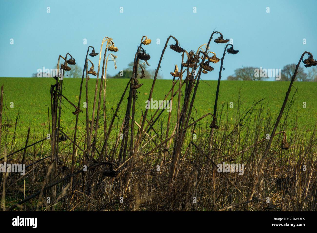 Sonnenblume, Saatköpfe, Saatköpfe, in Filed Stockfoto
