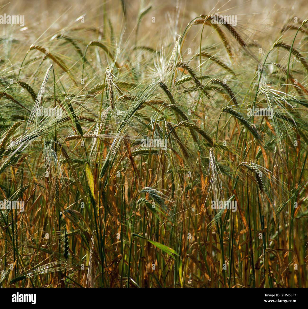 Quadratische und Nahaufnahme Bild von Gerstenstielen und Köpfen in einem Feld mit der Sonne fangen und Hervorhebung der Saatköpfe und Stiele Stockfoto