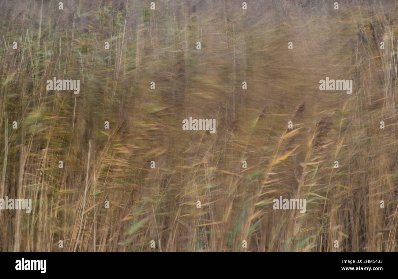 Farbbild, das die Bewegungen von Schilf und Schilf zeigt, die vom Wind gefangen wurden Stockfoto