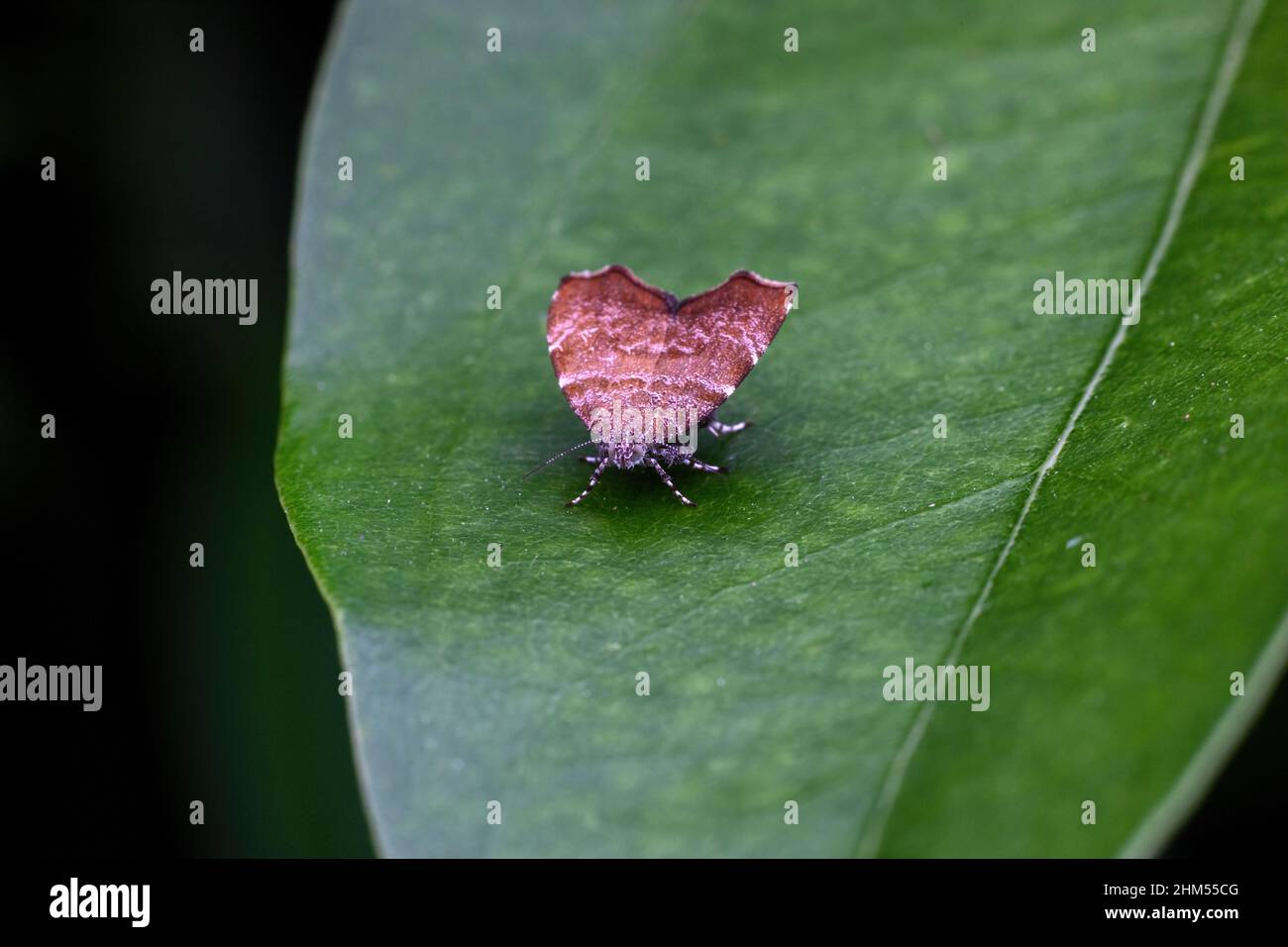 Motten Stockfoto