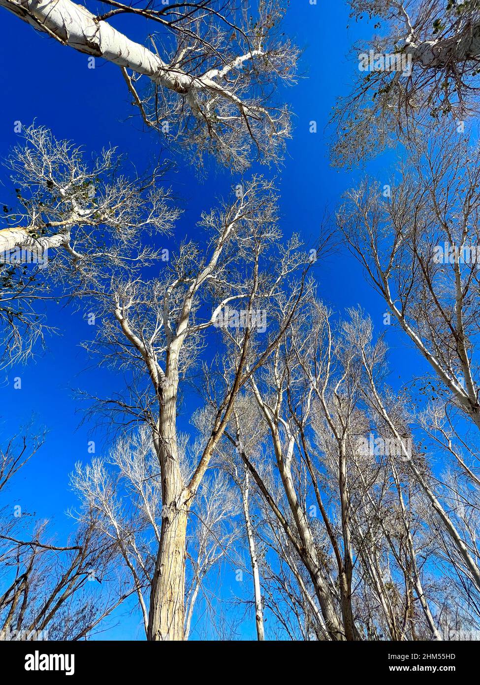 Baumkronen aus Baumwollholz im Winter, gegen einen tiefblauen Himmel. Yuma Arizona Wetlands Park Stockfoto