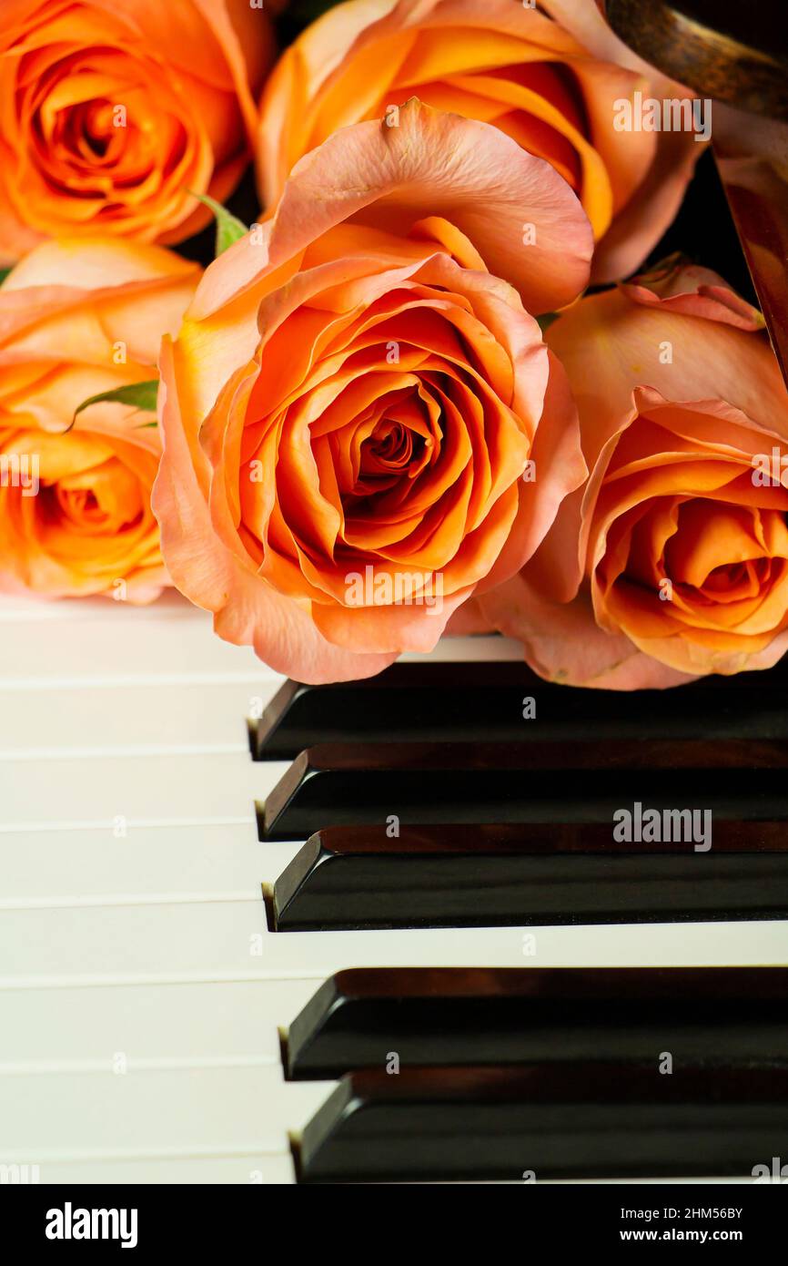 Bouquet von rosa Rosen auf der Klaviertastatur, romantische Atmosphäre. Ein Geschenk von Fans Stockfoto