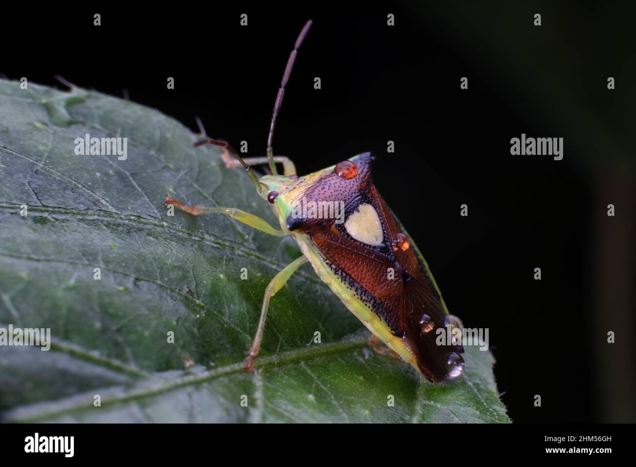 Chongqing Berg ökologisch - Bugs Stockfoto