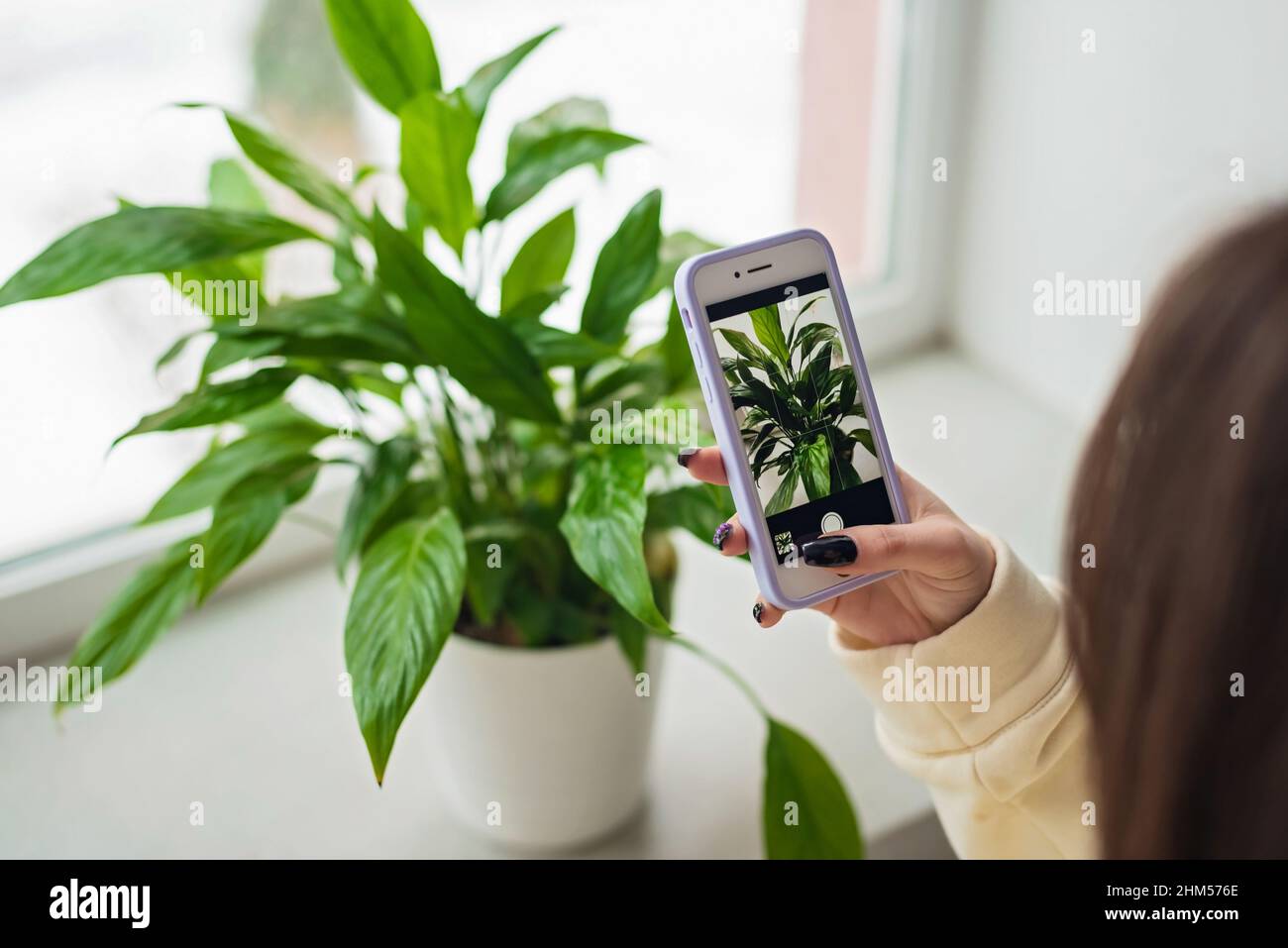 Hände einer Floristen-Bloggerin, die auf einem Mobiltelefon eine Heimpflanze Spathiphyllum in einem Topf fotografiert. Home Pflanzenzüchtung, Gartenarbeit, Online-Arbeit Stockfoto