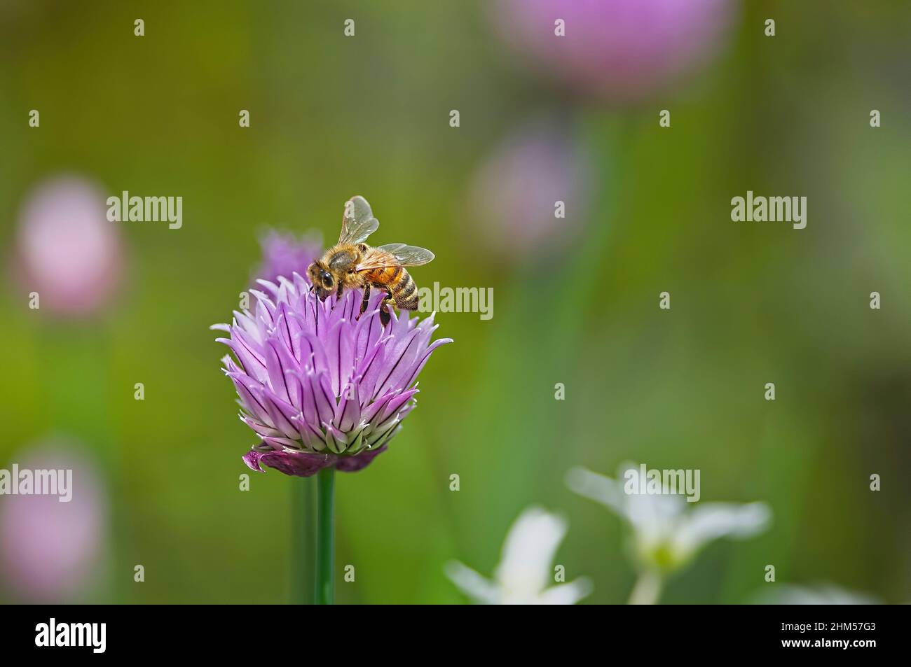 Eine Honigbiene (APIs) auf einer Schnittlauch-Blüte (Allium schoenoprasum) mit Kopierraum. Stockfoto