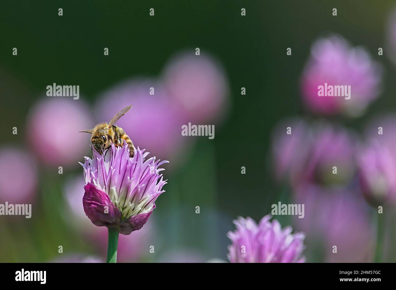 Eine Honigbiene (APIs) auf einer Schnittlauch-Blüte (Allium schoenoprasum) mit Kopierraum 2. Stockfoto
