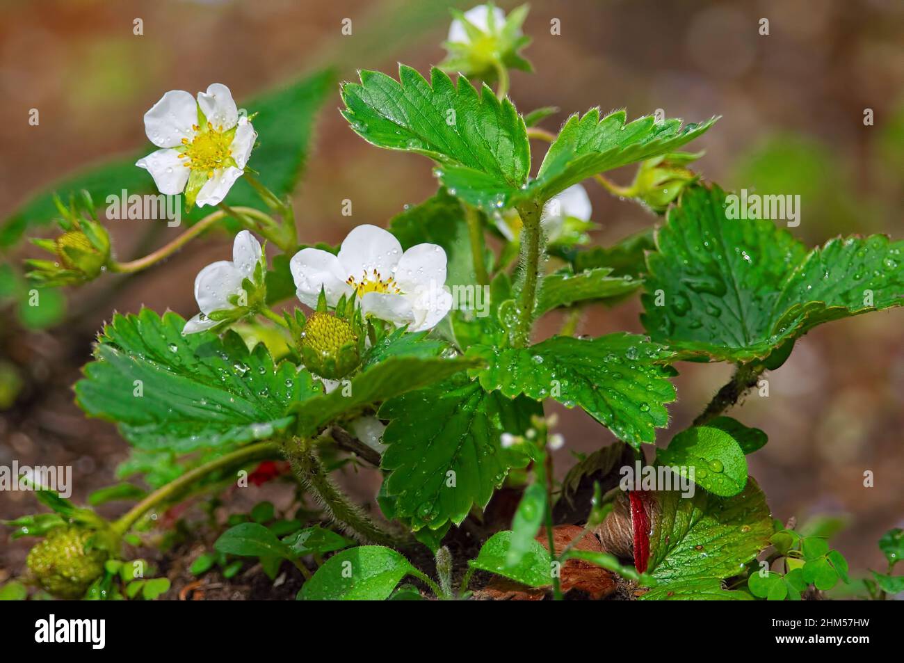 Eine blühende Erdbeerpflanze (Fragaria x ananassa) nach einem Regen. Stockfoto