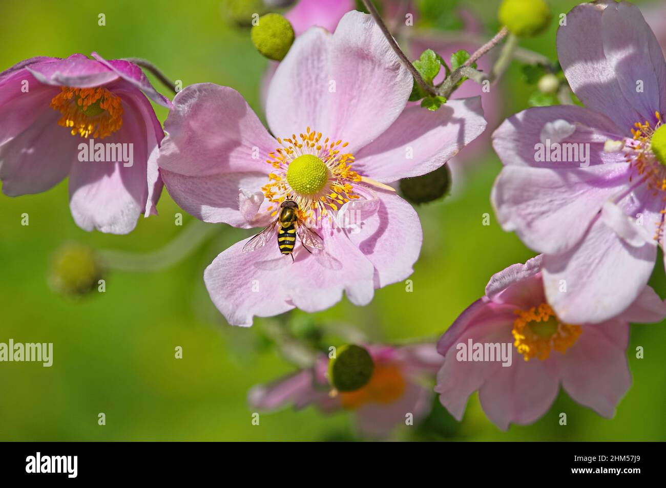 Eine Hoverfly (Syrphidae) auf einer rosa japanischen Anemoneblüte (Anemone hupehensis). Stockfoto