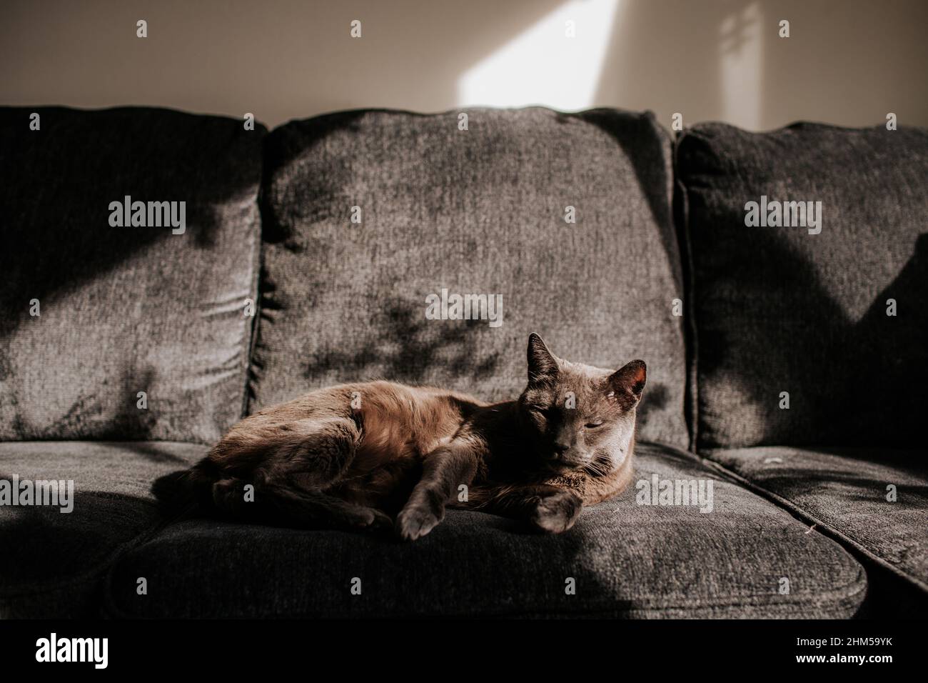 Graue Hauskatze faulenzen auf der Couch und sonnen sich in der Morgensonne Stockfoto