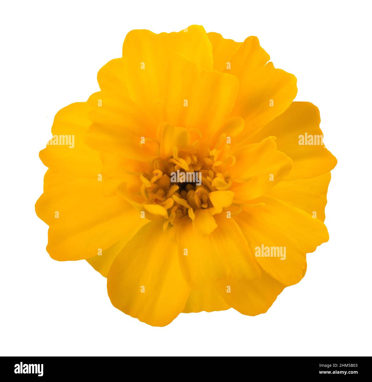 Gelbe Tagete Blume isoliert auf weißem Hintergrund Stockfoto
