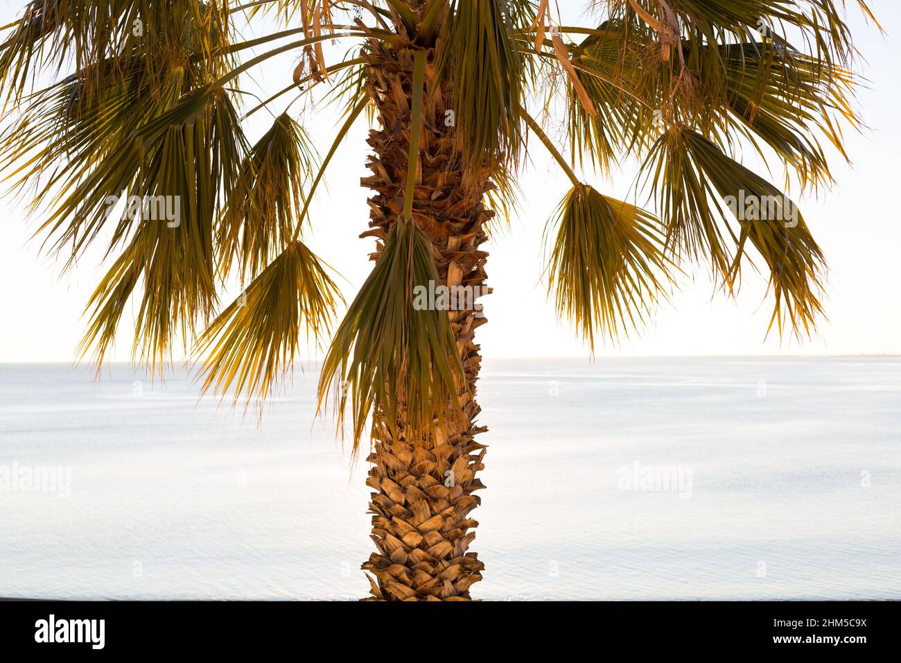 Einone Palme an einem mediterranen Strand Stockfoto