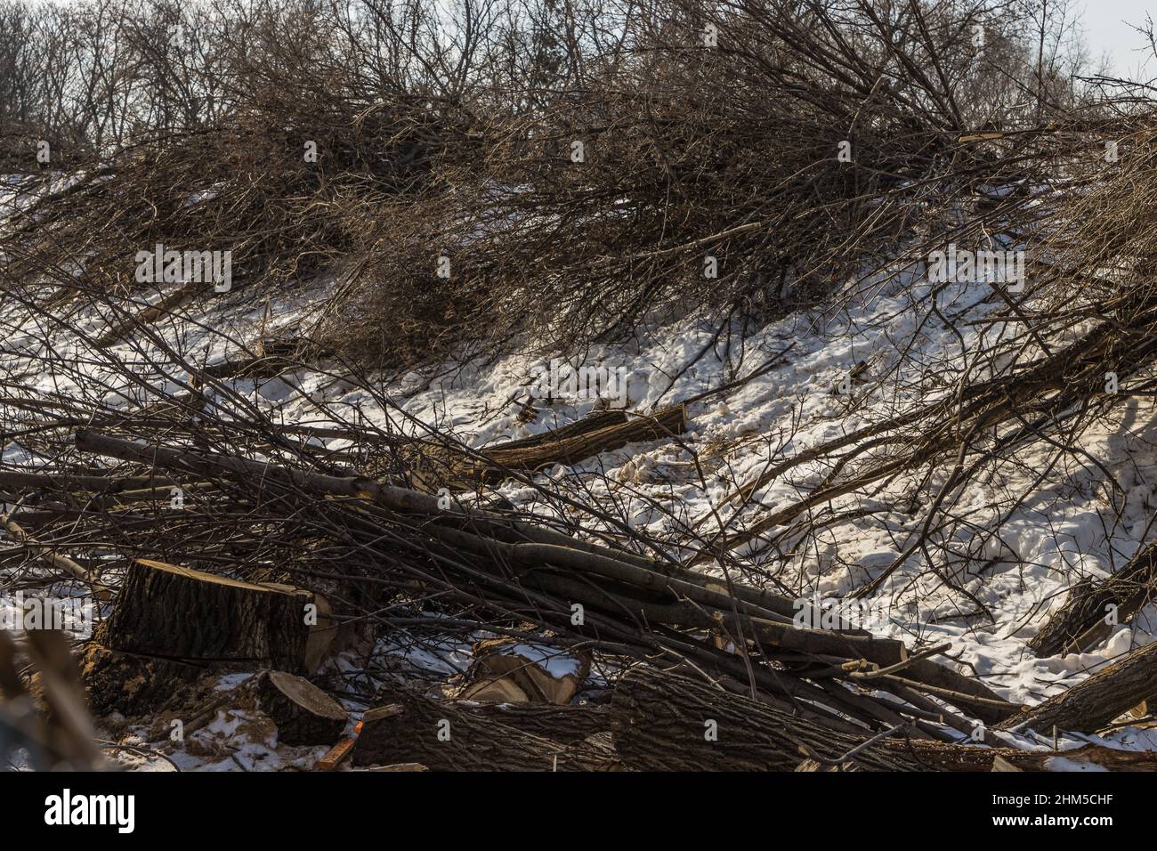 MetroLinx schneidet den Baum auf dem Eisenbahnkorridor des Jimmy Simpson Park ab Februar 2 2022 Stockfoto