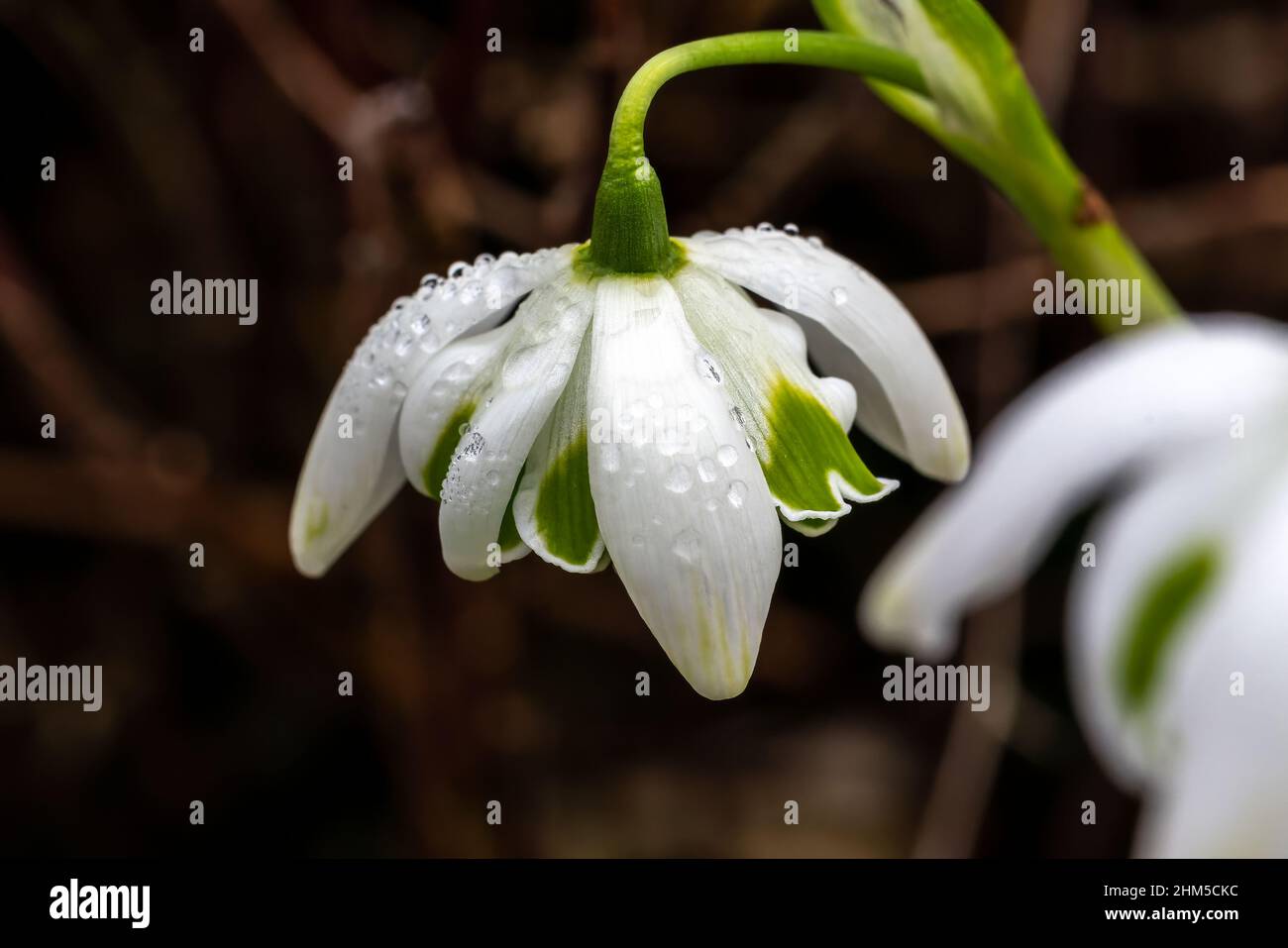 Galanthus 'Jacquenetta' (Schneeglöckchen) eine im Frühling doppelt blühende Winter-Zwiebelpflanze mit einer weiß grünen Frühlingsblume im Januar, Stock-Foto-Bild Stockfoto